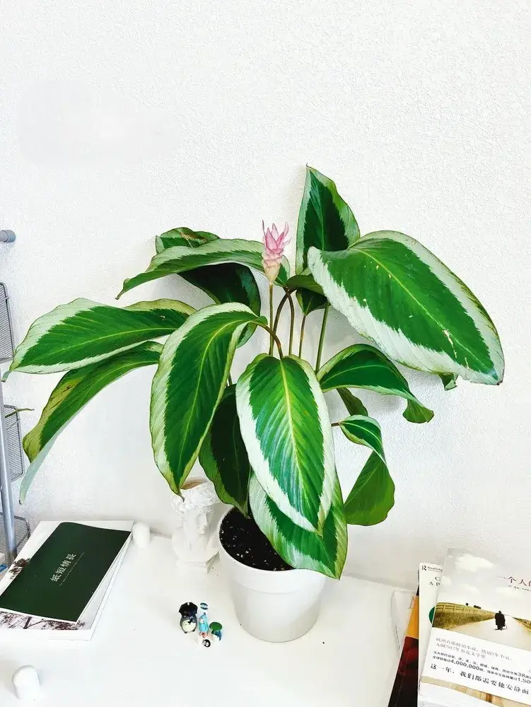 Healthy Calathea 'Bicajoux Pink' growing indoors, showing balanced variegated foliage and an emerging pink flower spike