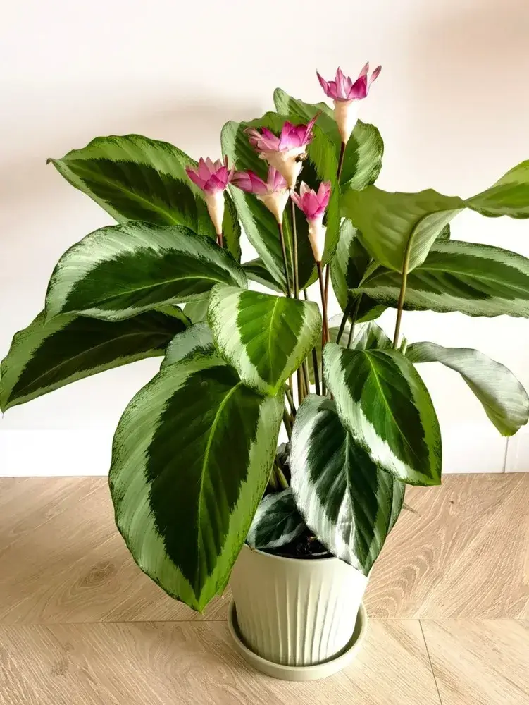 Calathea 'Bicajoux Pink' Care: Why It Flowers So Well and Rarely Gets Sick