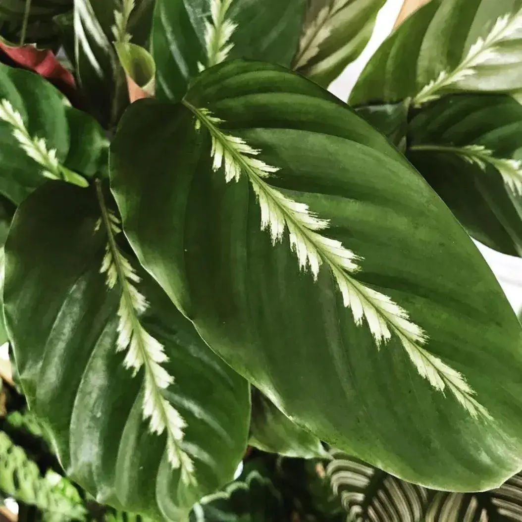 Calathea 'Maui Queen' Care Guide: My Experience Growing This  Feather-Pattern Beauty