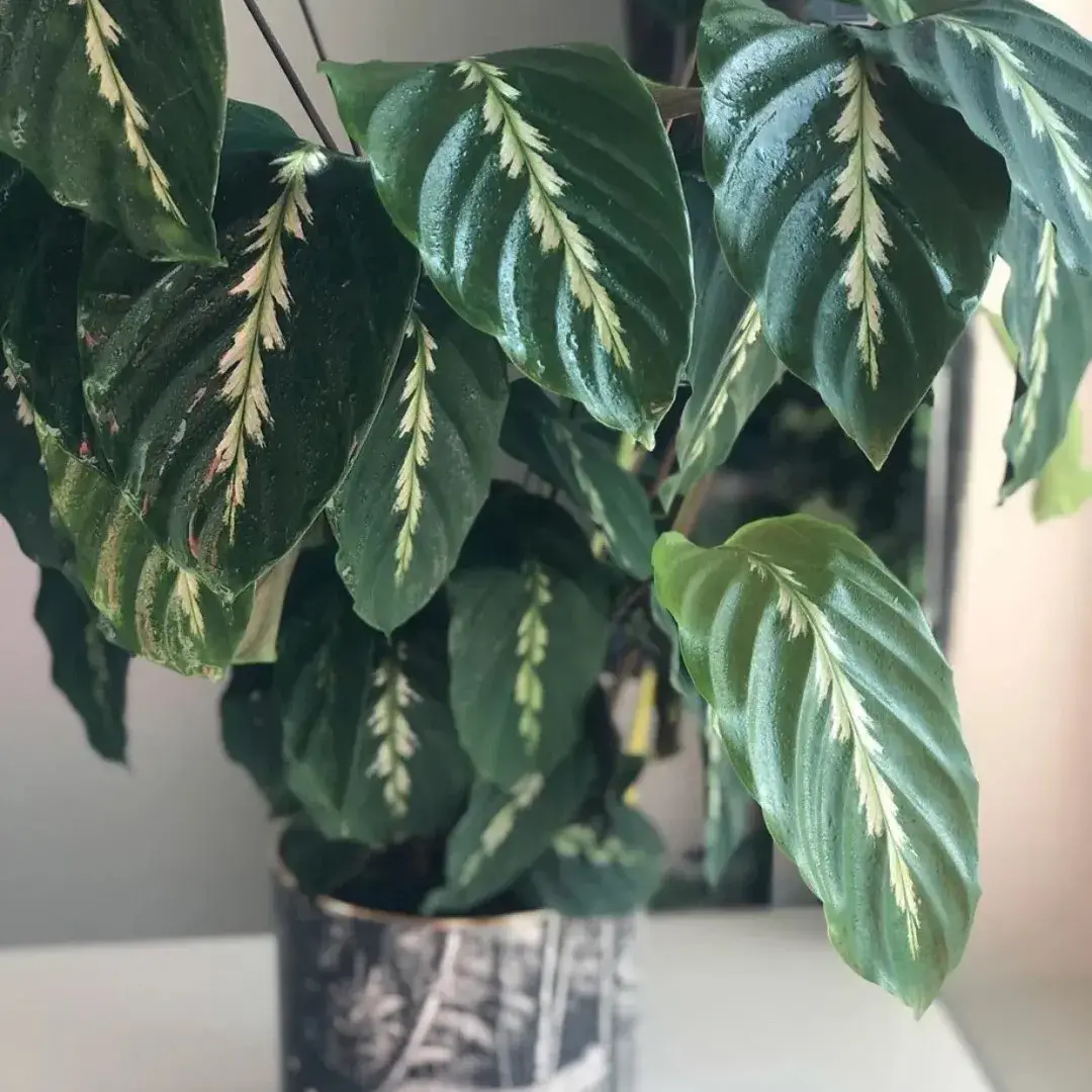 Calathea 'Maui Queen' Care Guide: My Experience Growing This  Feather-Pattern Beauty
