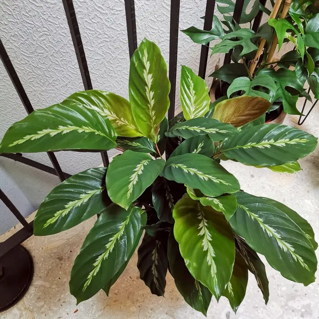 Calathea 'Maui Queen' Care Guide: My Experience Growing This  Feather-Pattern Beauty