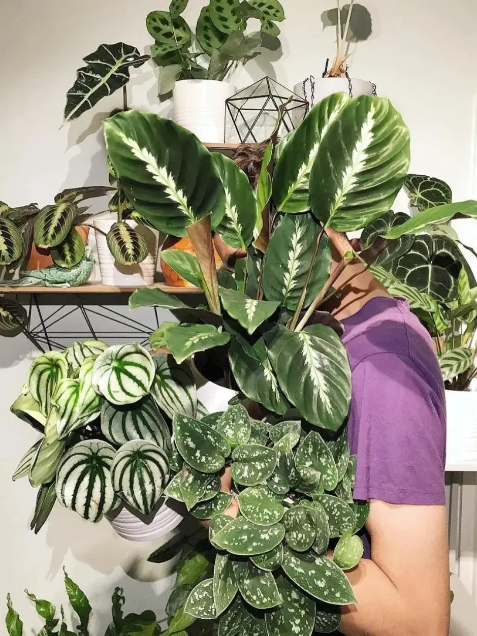 Calathea ‘Maui Queen’ Styling & Placement Ideas (2)