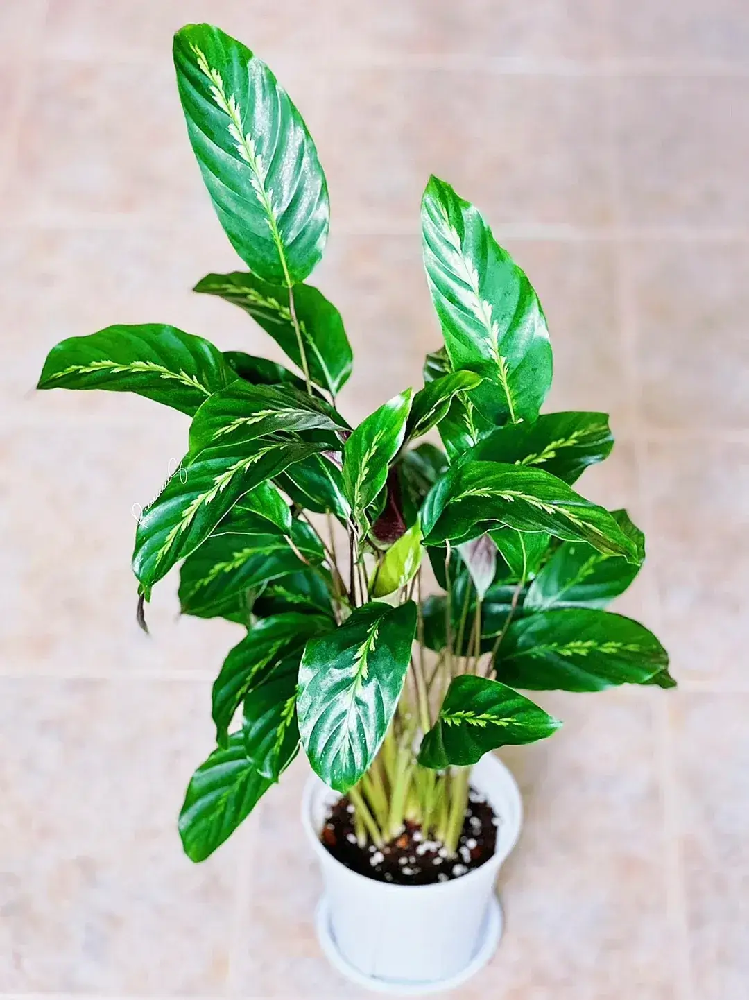Calathea 'Maui Queen' Care Guide: My Experience Growing This  Feather-Pattern Beauty