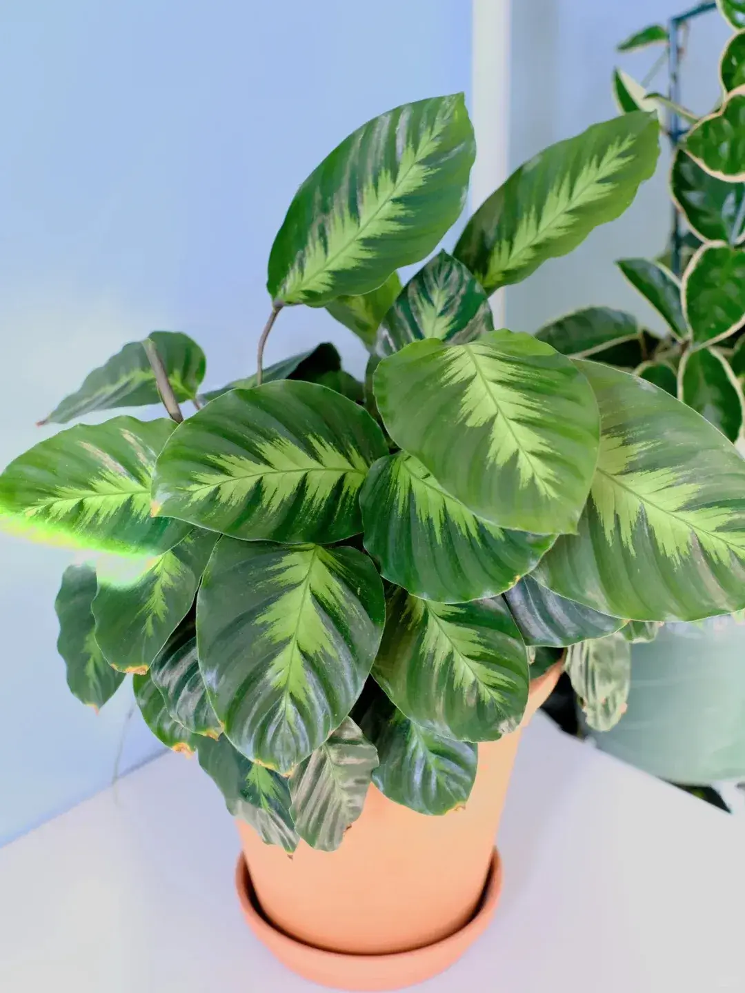 Calathea ‘Maui Queen’ Styling & Placement Ideas (2)