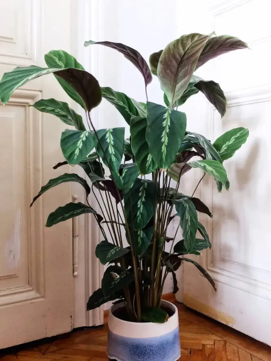 Calathea ‘Maui Queen’ Styling & Placement Ideas (2)