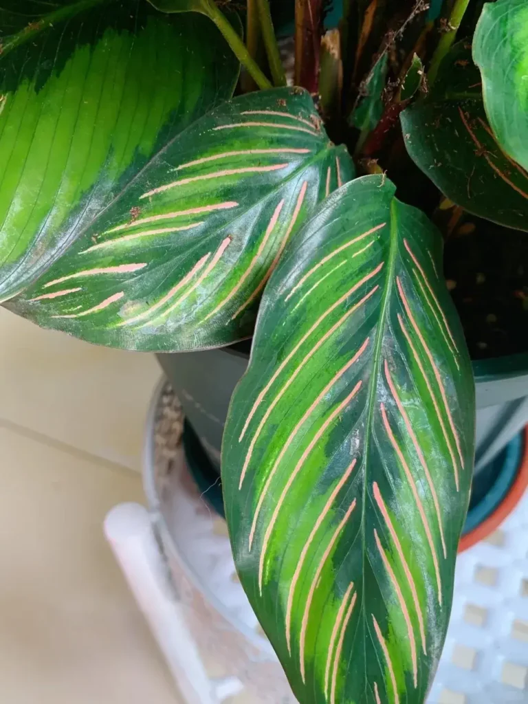 Calathea Beauty Star My Personal Growing Notes