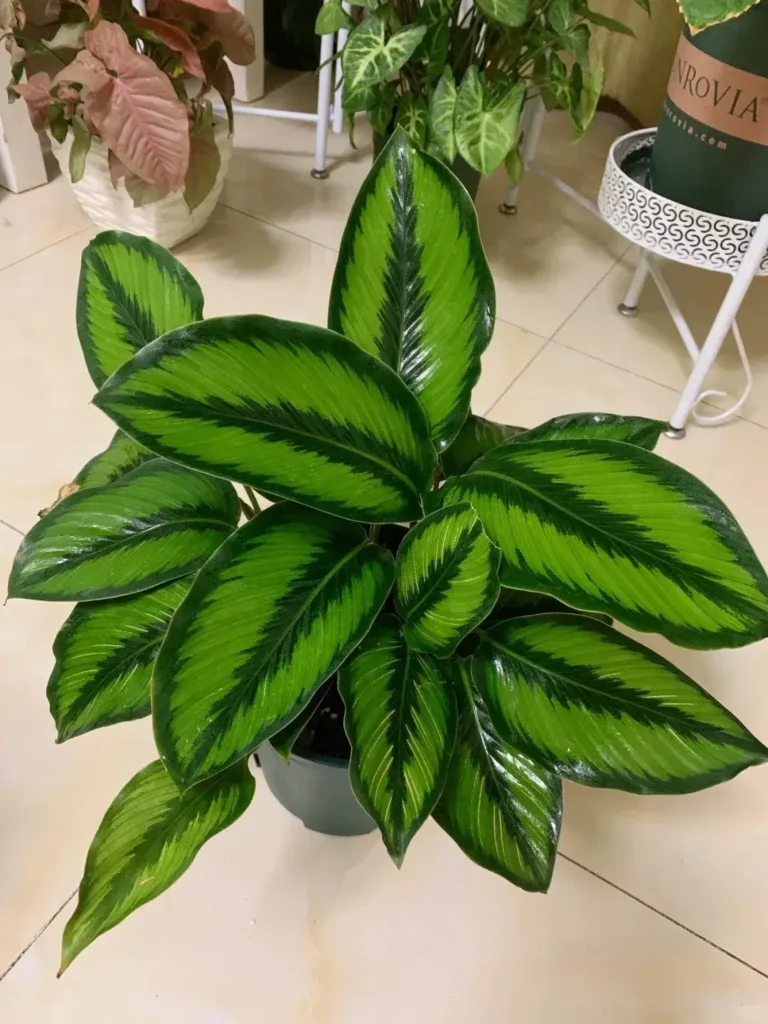 Calathea Beauty Star My Personal Growing Notes