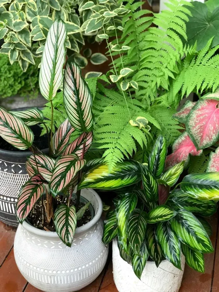 Calathea Beauty Star Styling & Placement Ideas (3)