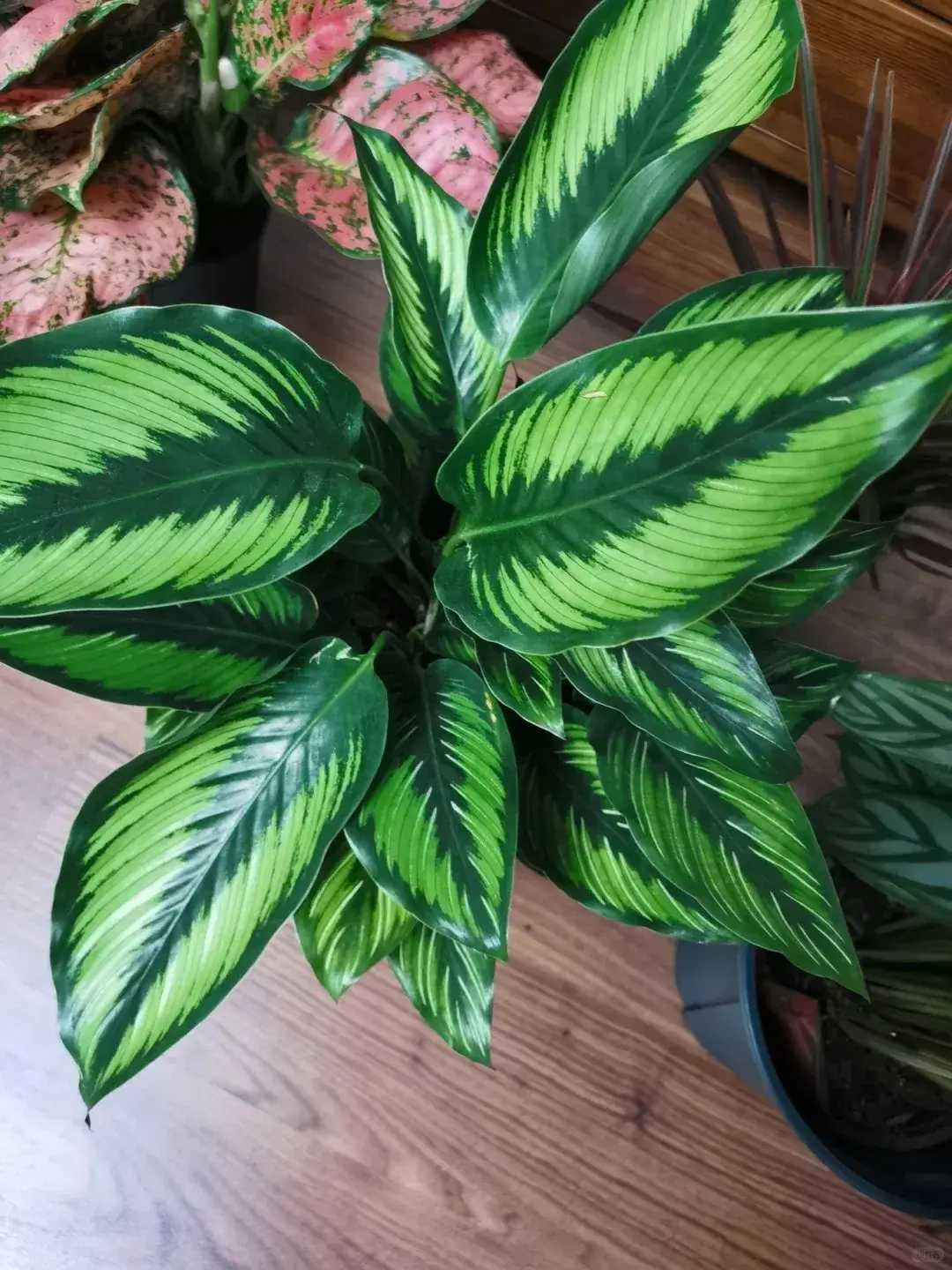 Calathea Beauty Star Styling & Placement Ideas (3)