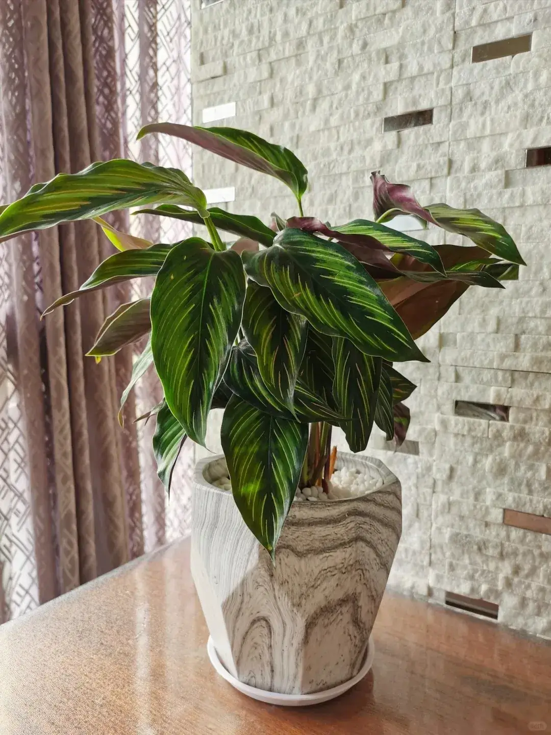 Calathea Beauty Star Styling & Placement Ideas (3)