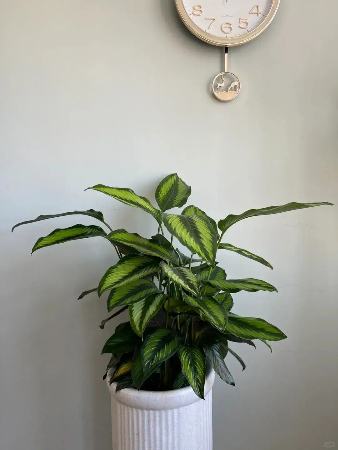 Calathea Beauty Star Styling & Placement Ideas (3)
