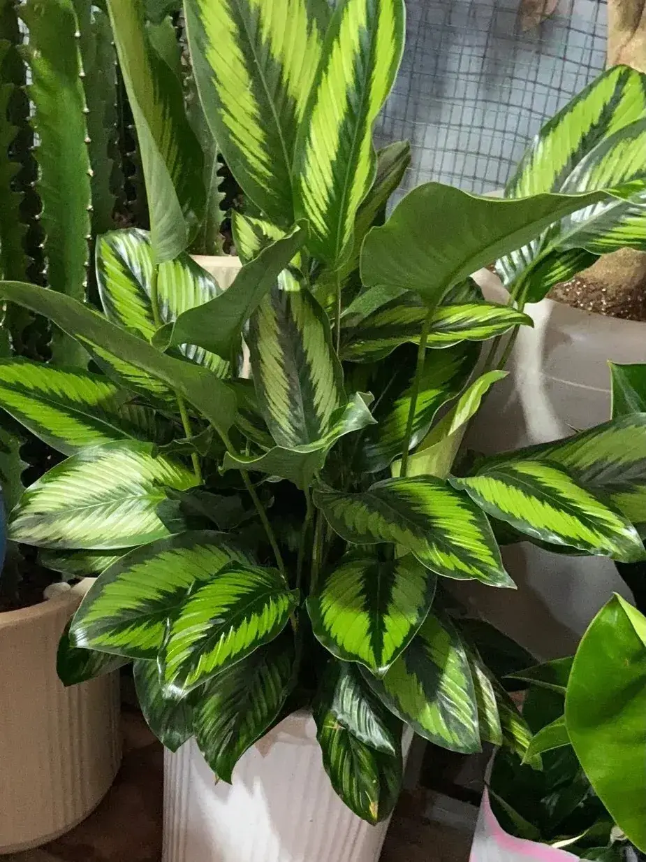 Calathea Beauty Star Styling & Placement Ideas (3)