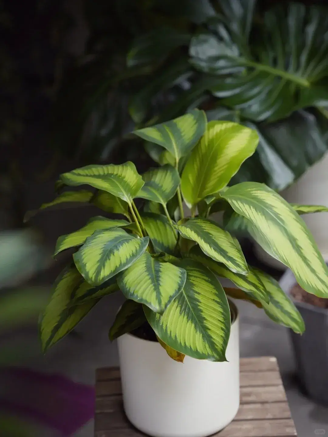 Calathea Beauty Star Styling & Placement Ideas (3)