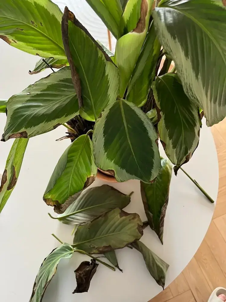 Calathea Bicajoux Pink showing sudden leaf edge browning after two years of healthy growth