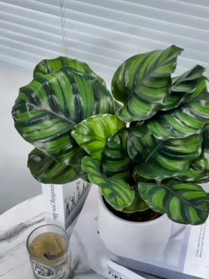 Calathea Fasciata vs Orbifolia A Grower’s Real-Life Comparison (2)