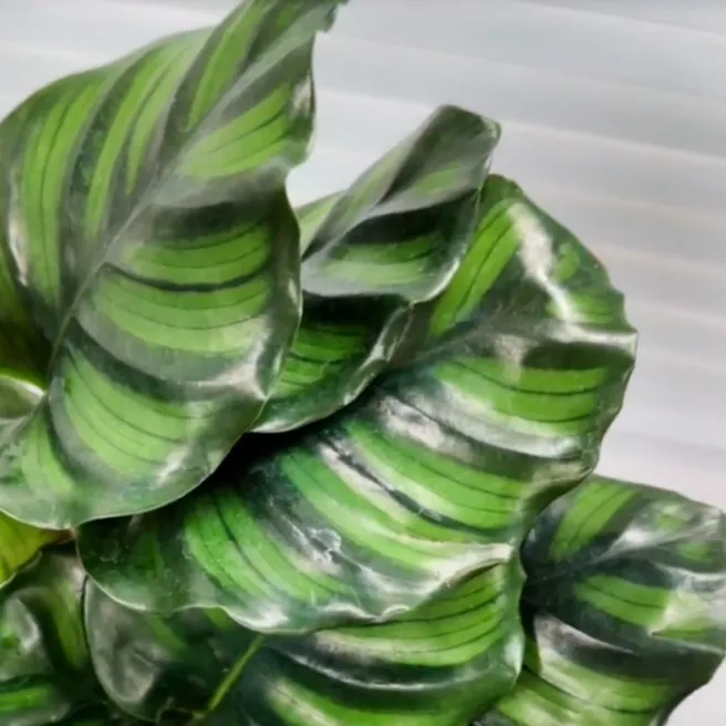 Calathea elegans (Helen Kennedy) showing layered, glossy leaves with deep green striping