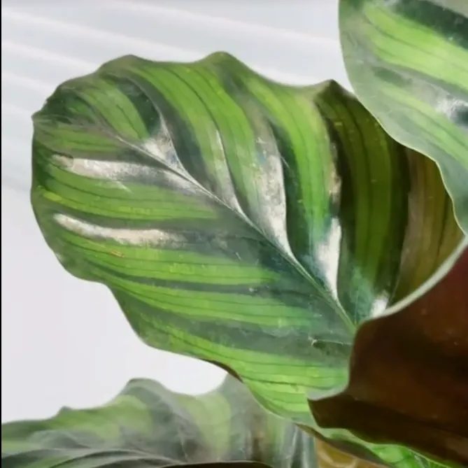 Close-up of a Calathea elegans leaf highlighting its smooth, waxy surface and striped pattern