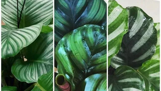 Calathea Fasciata vs Orbifolia A Grower’s Real-Life Comparison