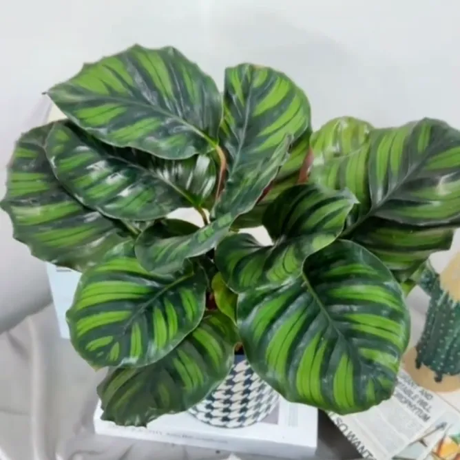 Healthy Calathea elegans (Helen Kennedy) with bold green striping, viewed from above indoors