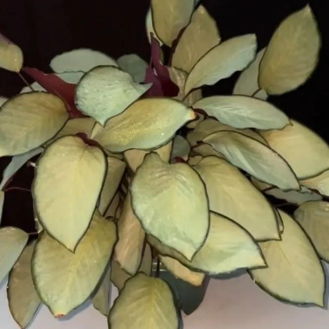 large calathea 3-5 FT Calathea Picturata