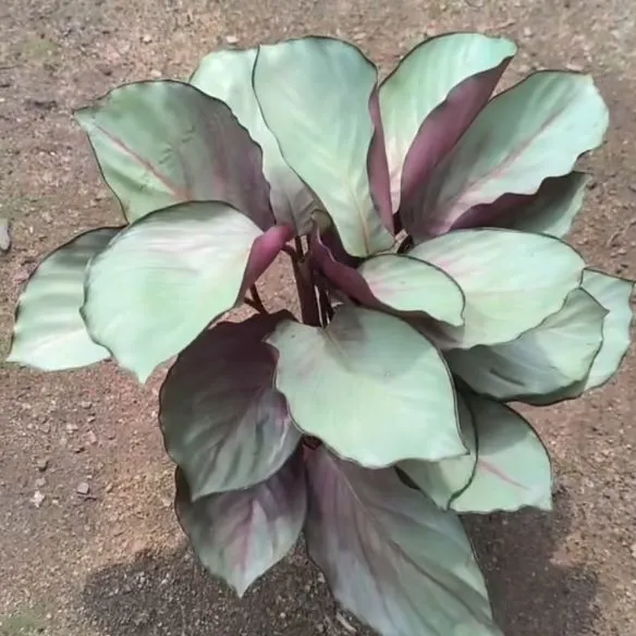 Calathea Silver Plate: Rare Roseopicta Cultivar Care Tips & Real Grower Notes 3 Calathea Silver Plate Rare Roseopicta Cultivar Care Tips & Real Grower Notes (4)