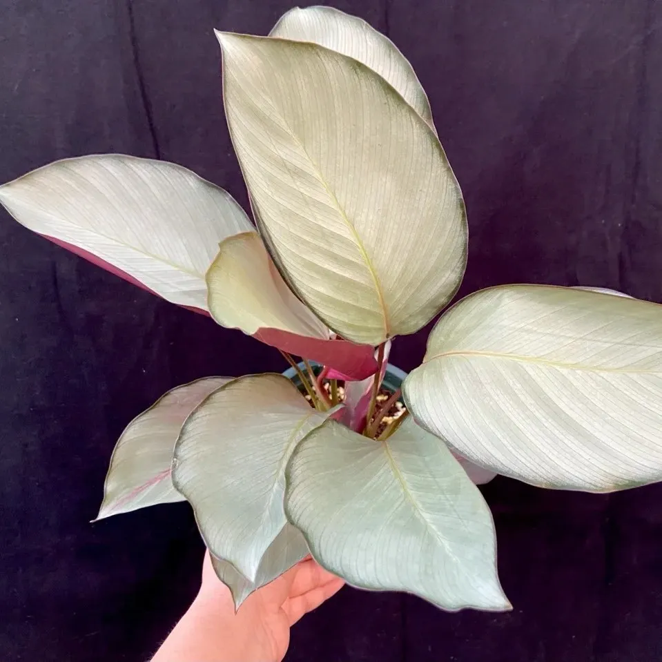 Calathea Silver Plate: Rare Roseopicta Cultivar Care Tips & Real Grower Notes 1 Calathea Silver Plate Rare Roseopicta Cultivar Care Tips & Real Grower Notes (4)