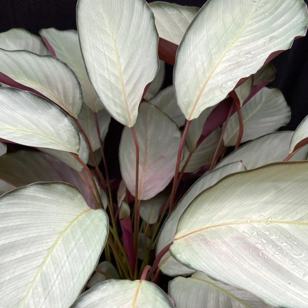 Calathea Silver Plate: Rare Roseopicta Cultivar Care Tips & Real Grower  Notes | Calathea Plant Care Expert