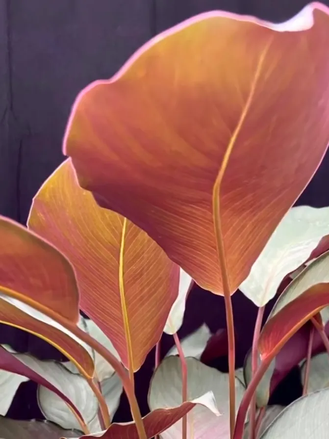 Calathea Silver Plate: Rare Roseopicta Cultivar Care Tips & Real Grower Notes 11 Calathea Silver Plate Styling & Placement Ideas_1