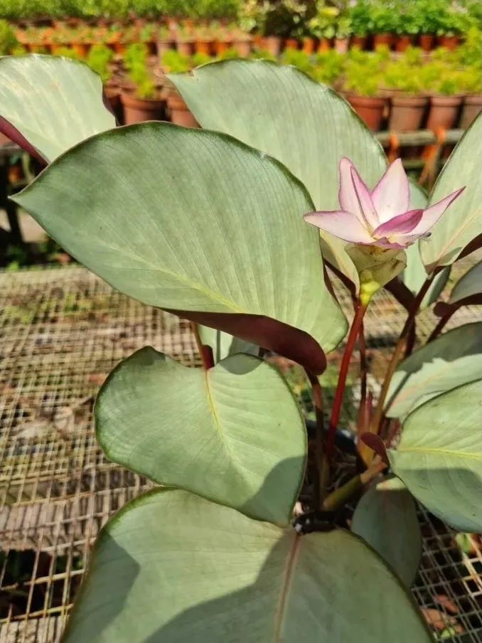 Calathea Silver Plate: Rare Roseopicta Cultivar Care Tips & Real Grower Notes 9 Calathea Silver Plate Styling & Placement Ideas_1