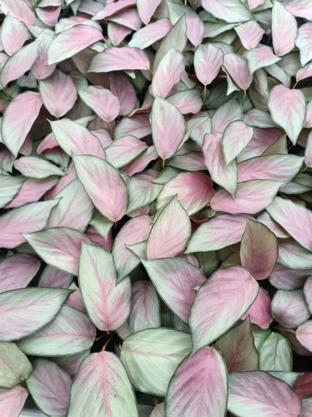 Calathea Silver Plate: Rare Roseopicta Cultivar Care Tips & Real Grower Notes 13 Calathea Silver Plate Styling & Placement Ideas_1