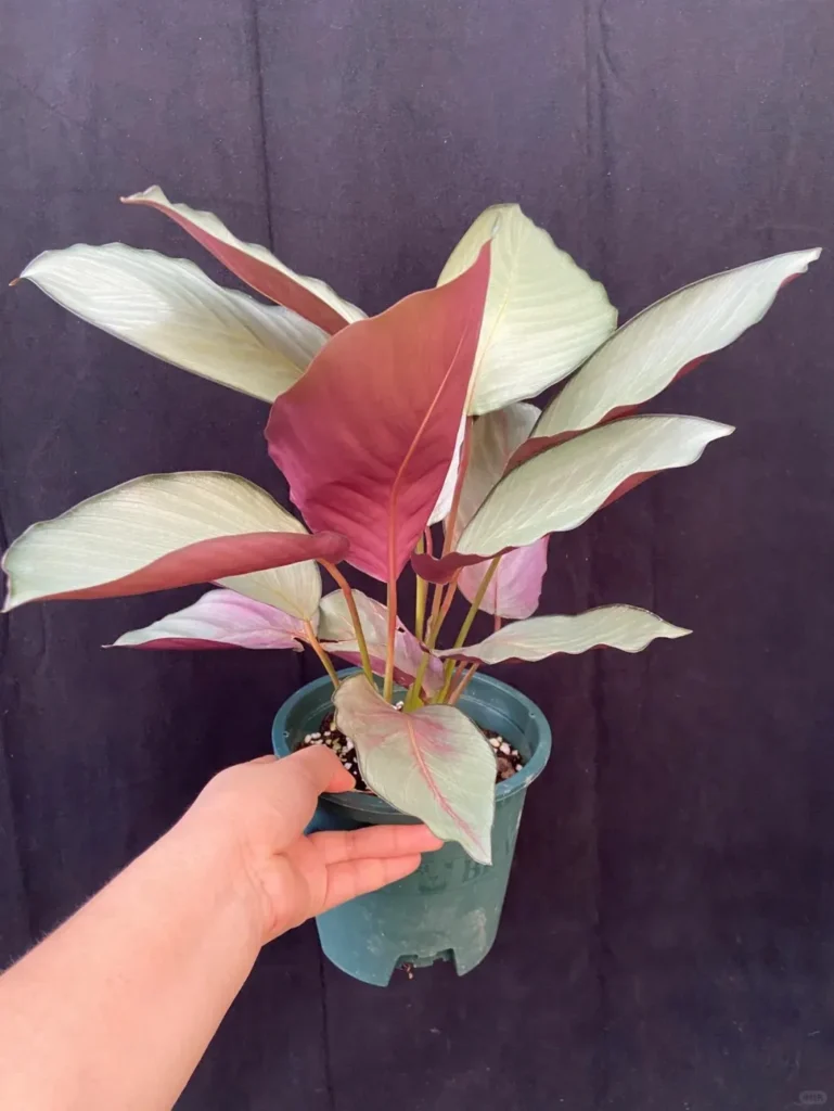 Calathea Silver Plate: Rare Roseopicta Cultivar Care Tips & Real Grower Notes 5 Calathea Silver Plate Styling & Placement Ideas (5)