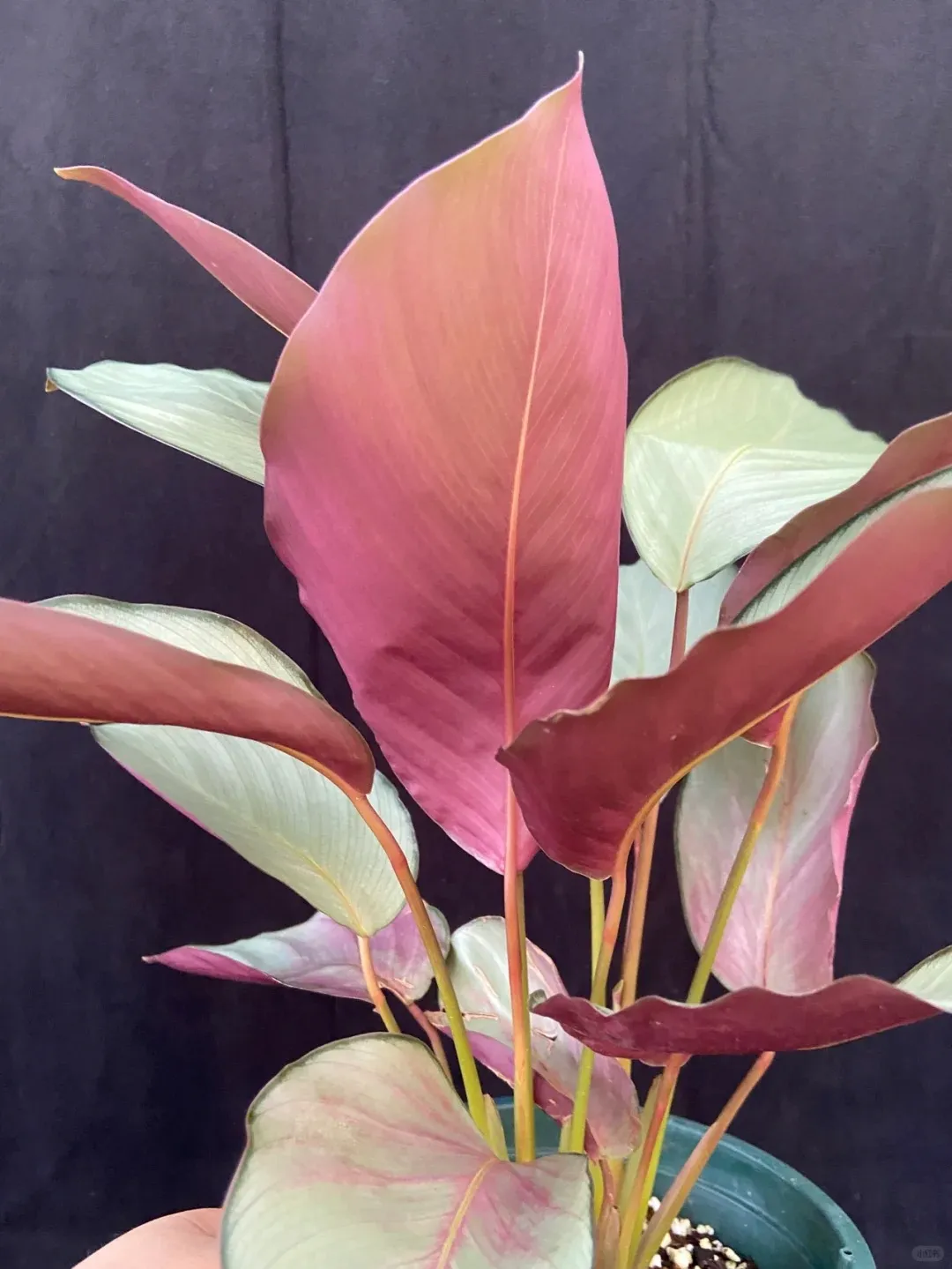 zimmerpflanze calathea pflege Calathea orbifolia - Calathea orbifolia