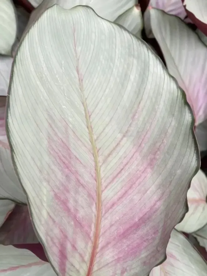 Calathea Silver Plate: Rare Roseopicta Cultivar Care Tips & Real Grower Notes 8 Calathea Silver Plate Styling & Placement Ideas_1