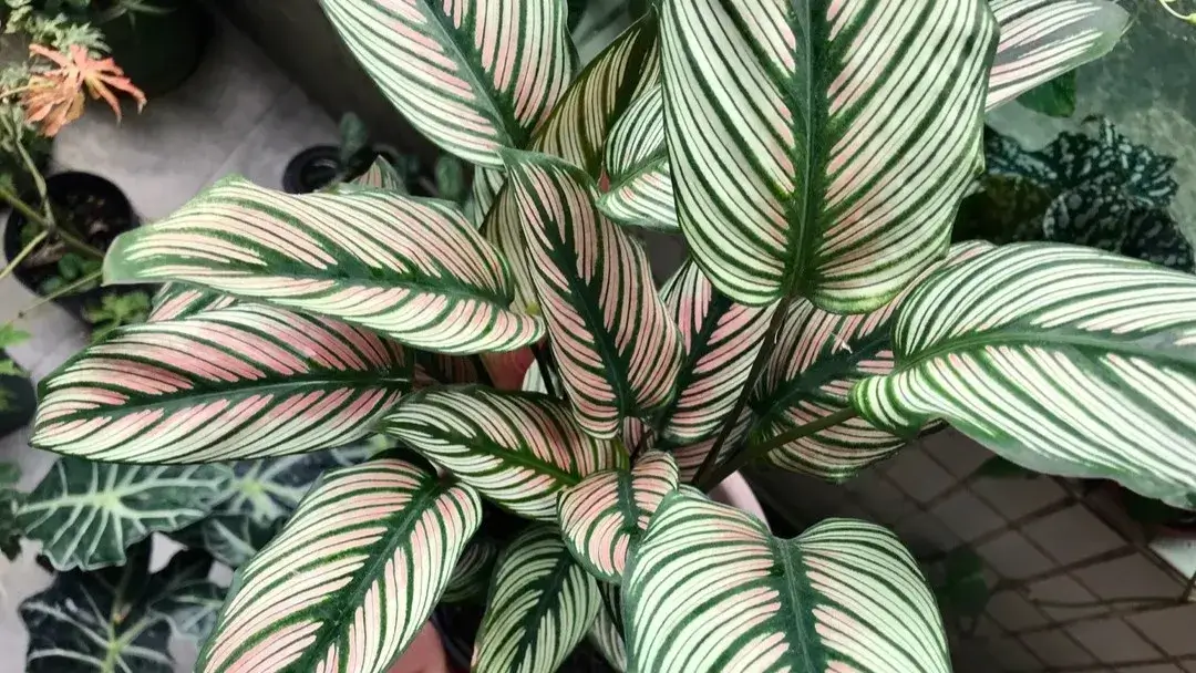 Calathea White Star Care Guide My Two-Year Growing Experience