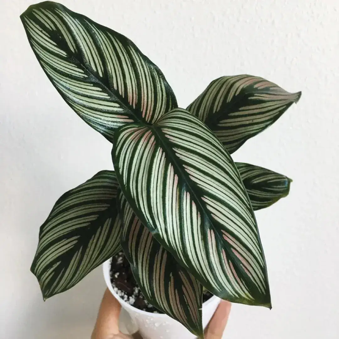 Calathea White Star mature leaves with white striping and pink midribs