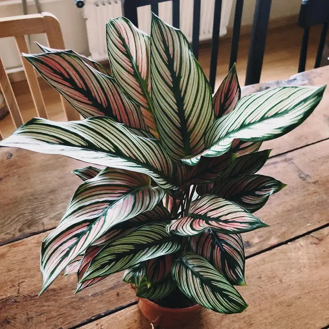 Calathea White Star growing indoors in bright indirect light