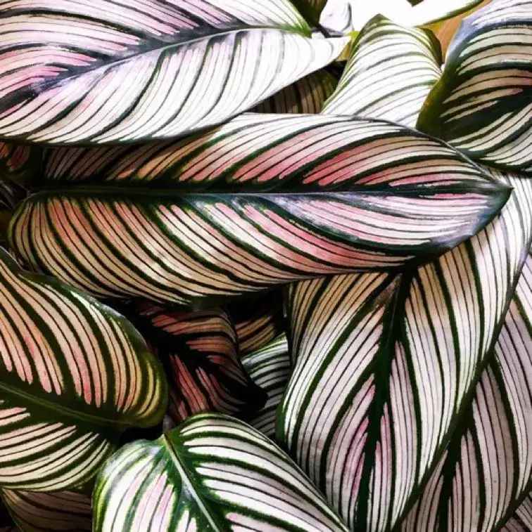 Close-up of Calathea White Star leaf pattern with pale green and white stripes
