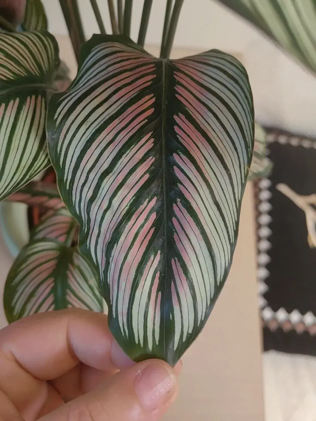 Calathea White Star Care Guide My Two-Year Growing Experience (10)