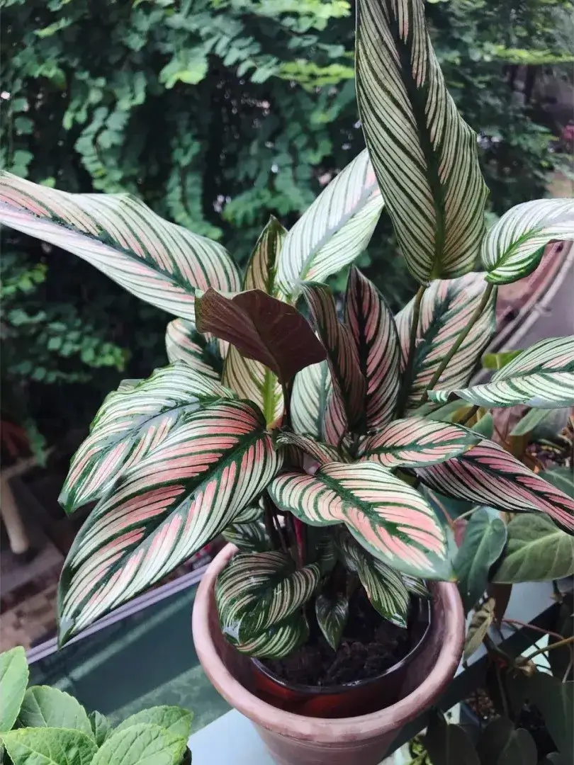 Calathea White Star Care Guide My Two-Year Growing Experience (10)
