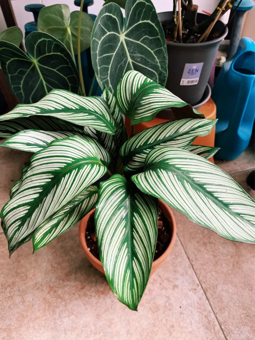 Calathea White Star Care Guide My Two-Year Growing Experience (10)