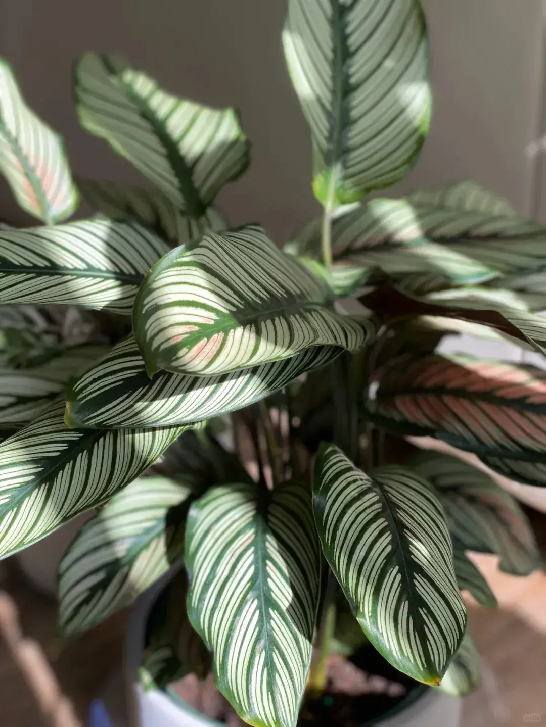 Calathea White Star Care Guide My Two-Year Growing Experience (10)