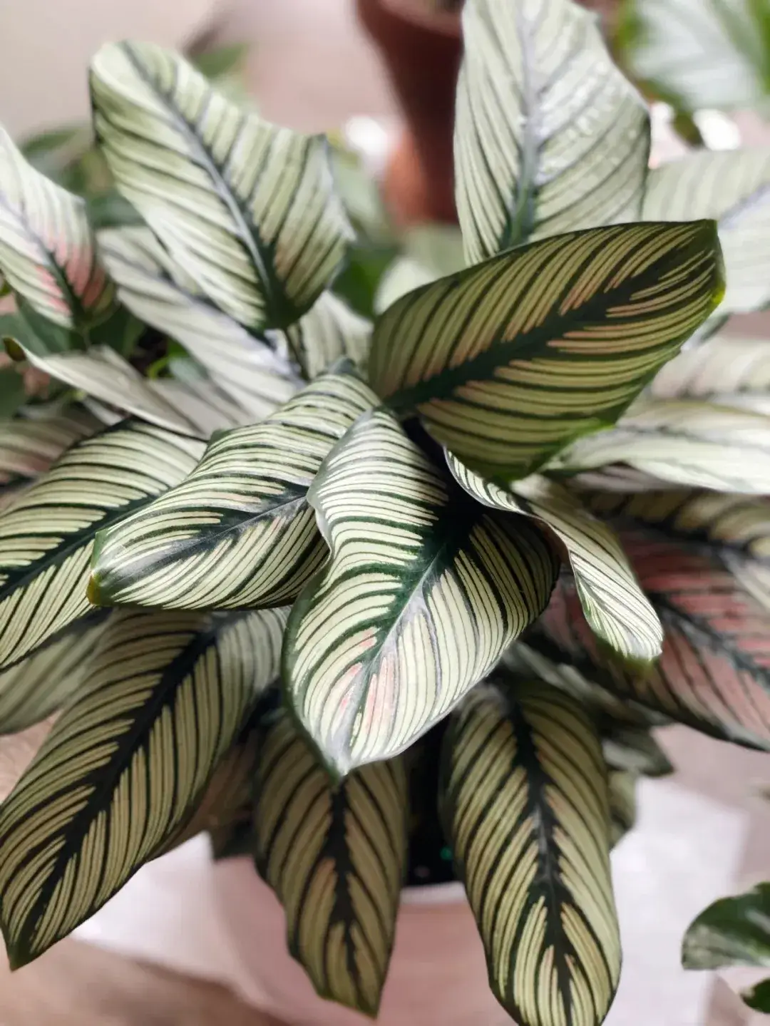 Calathea White Star Care Guide My Two-Year Growing Experience (10)