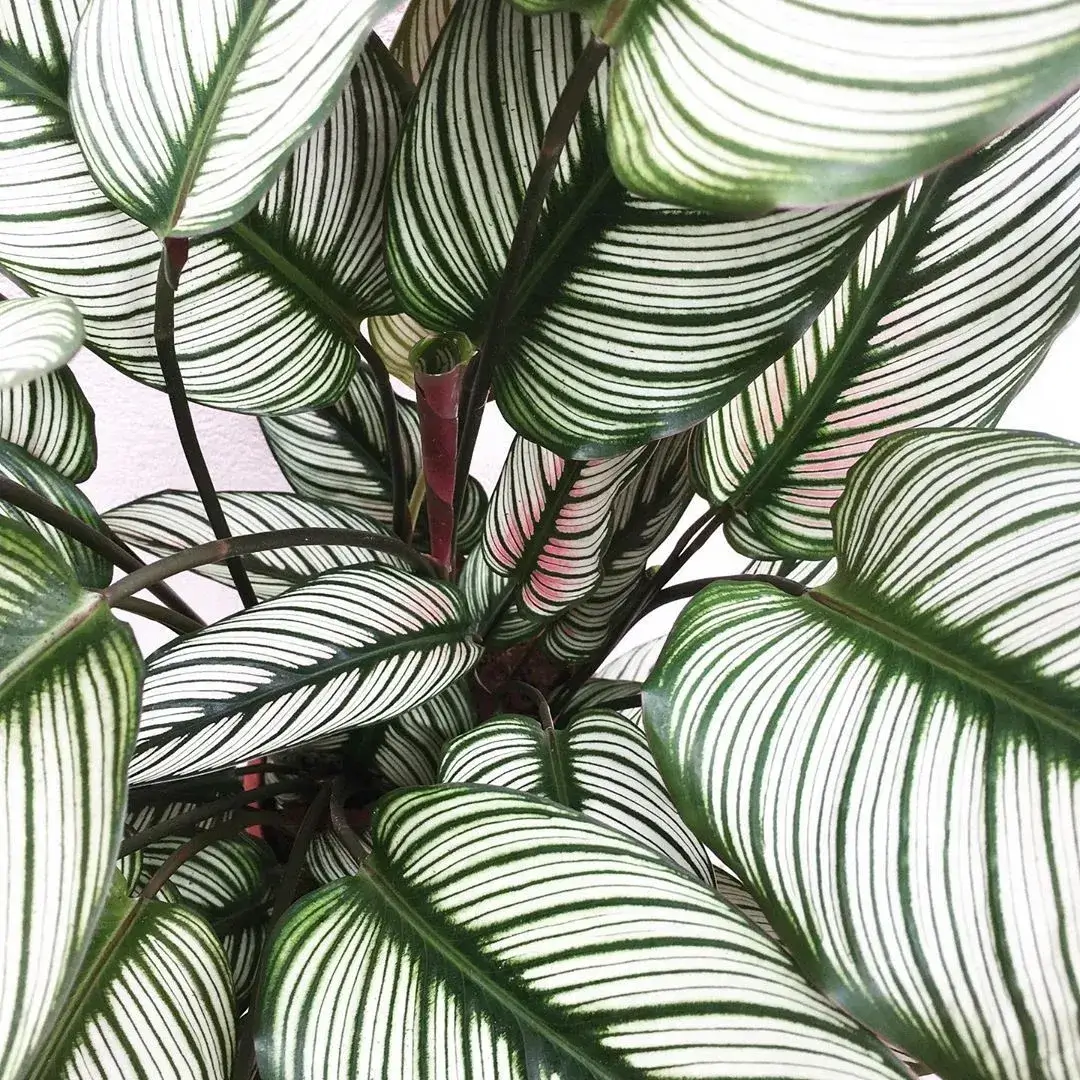 Calathea White Star after two years of indoor growth