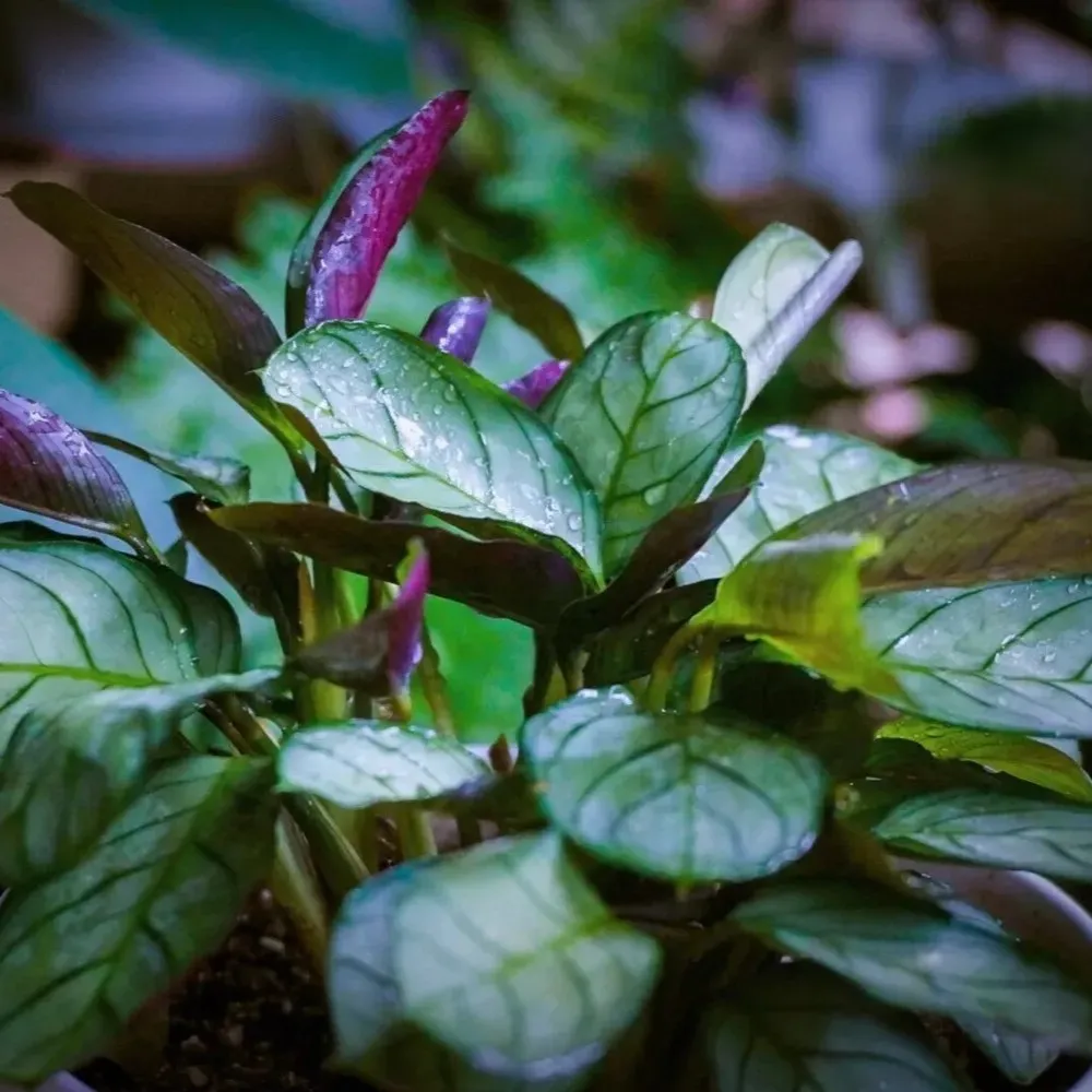 Close-up of Calathea ‘Amagris’ leaves with pale silver-green surface and fine dark veining