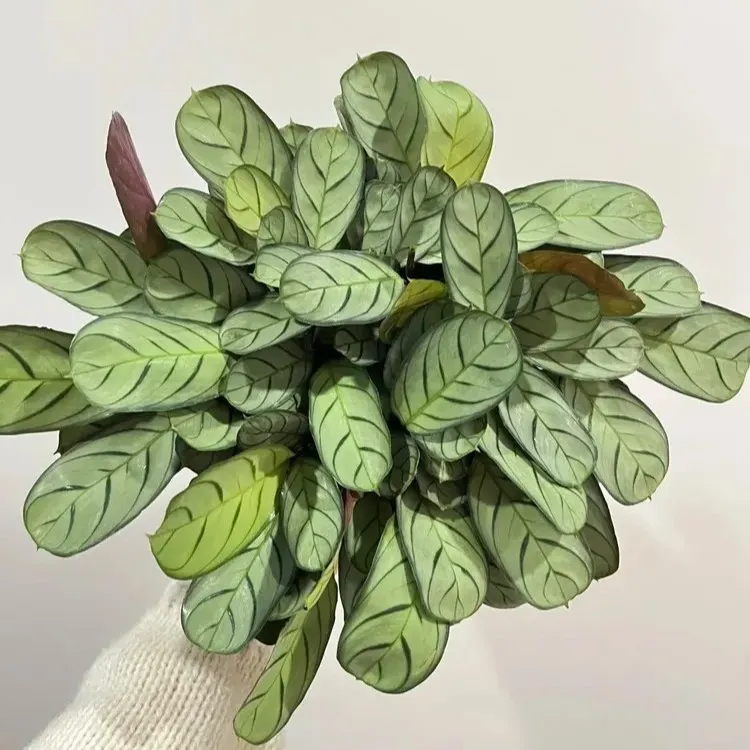 Calathea ‘Amagris’ new leaves unfurling, with purple undersides visible among mature silvery foliage