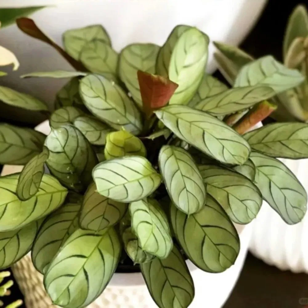 Dense Calathea concinna ‘Amagris’ plant in a pot, featuring compact growth and narrow oval silver leaves