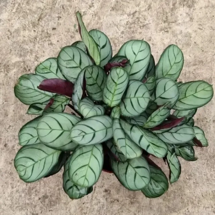 Calathea ‘Amagris’ cluster of silvery leaves with dark veins and subtle purple undersides on new growth