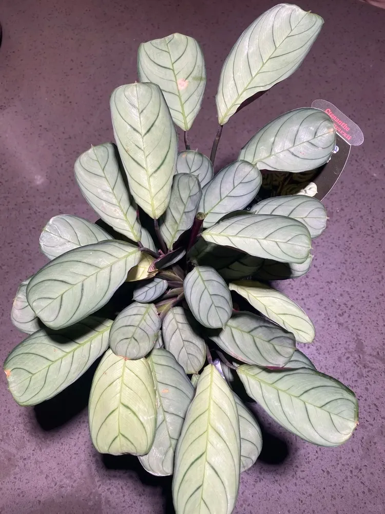 Top view of Calathea concinna ‘Amagris’ showing silvery green leaves with dark fishbone veins