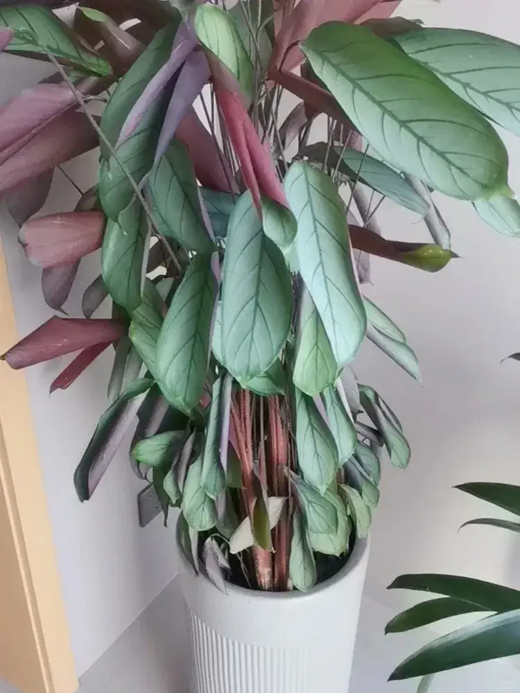 Calathea concinna ‘Amagris’ showing tightly curled leaves caused by low temperature and root inactivity in winter