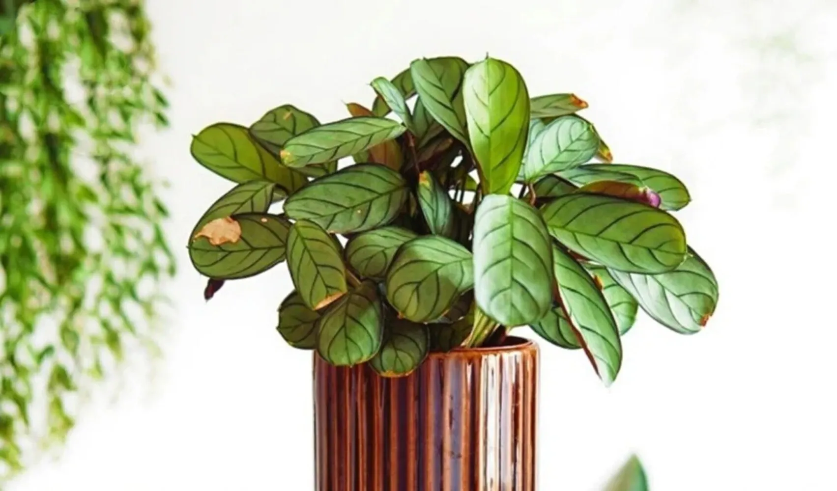 Healthy Calathea ‘Amagris’ foliage with soft silver tones and dark midrib pattern under indoor light